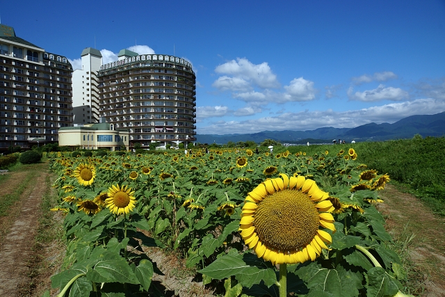 琵琶湖を背景にした絶景コラボ!第1なぎさ公園ひまわり畑(滋賀県)