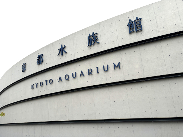 オオサンショウウオとクラゲに癒される｜京都水族館（京都・梅小路）