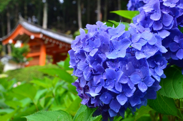 紫陽花が彩る京都の秘境「三室戸寺（みむろとじ）」へ