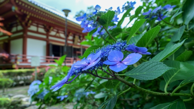 幻想的な景色を堪能、大阪の久安寺（きゅうあんじ）の「あじさいうかべ」