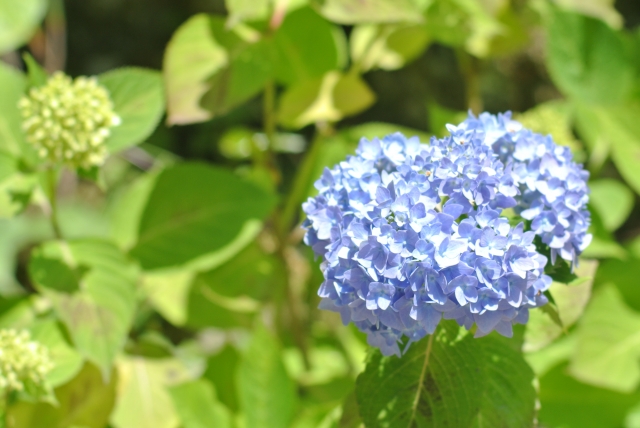 六甲の自然が彩る神戸市立森林植物園で見る紫陽花の競演