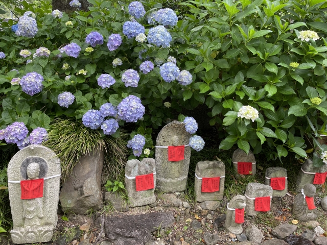 奈良・矢田寺で過ごす、紫陽花に彩られた穏やかな時間