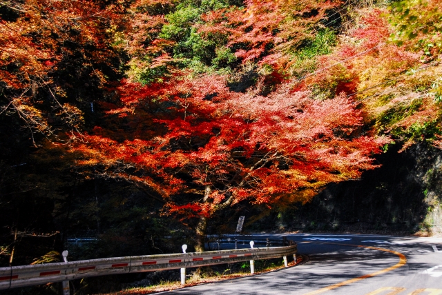 広大な自然が織り成す紅葉の競演「箕面公園」